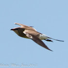 Collared Pratincole; Canastera