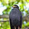 Common Black Hawk