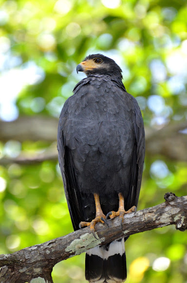 Common Black Hawk (Birds of the Kaibab National Forest) · iNaturalist