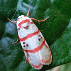 Tiger moth ♂️