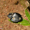 Godeti tortoise beetle