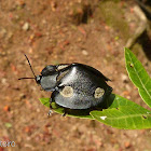 Godeti tortoise beetle