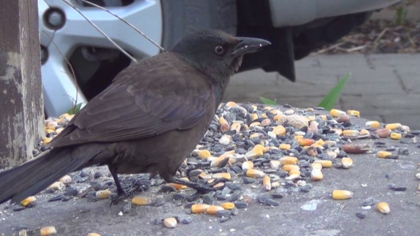 Immature Common Grackle