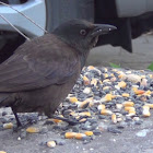 Immature Common Grackle