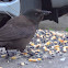 Immature Common Grackle