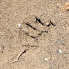 Raccoon track