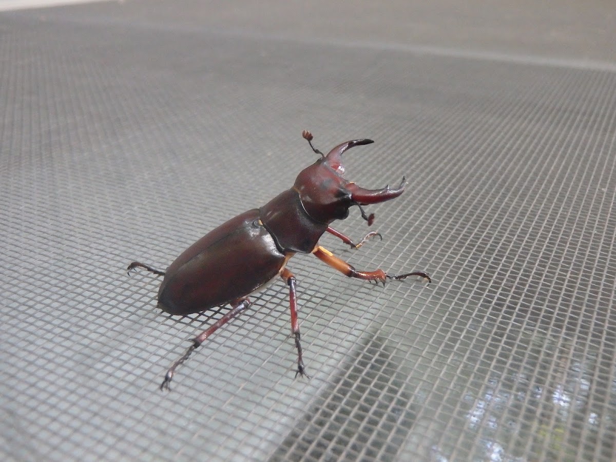 Reddish-brown stag beetle