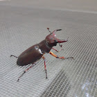 Reddish-brown stag beetle