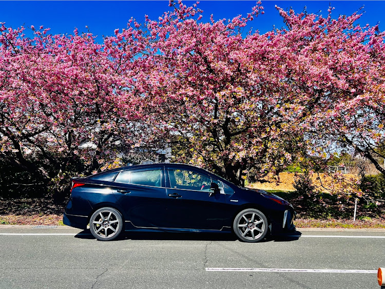 プリウスの帰ってきました・久しぶりの愛車・3月もよろしくお願いします・河津桜とコラボに関するカスタム事例の投稿画像2枚目