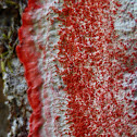 Christmas Wreath Lichen