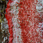 Christmas Wreath Lichen