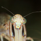 Mantis lacewing