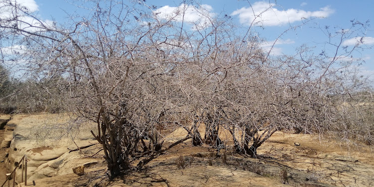 Trees ravaged by drought in Kilibasi, Kwale county in December 2021.