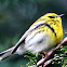 Townsend's warbler (female)