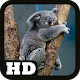 Download Wallpaper Koala 4K For PC Windows and Mac