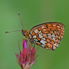 Twin-spot Fritillary