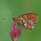 Twin-spot Fritillary