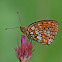 Twin-spot Fritillary