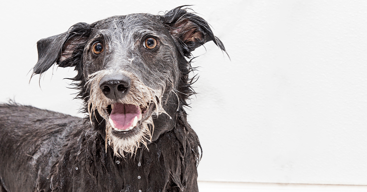 Dripping wet dog looking happy