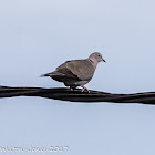 Collared Dove; Tórtola Turca