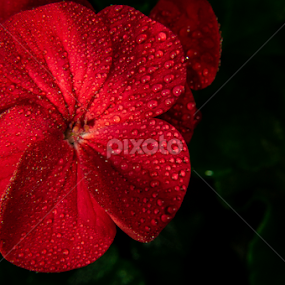 Red drop by Danny Charge - Flowers Single Flower