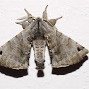 American Silkworm Moth