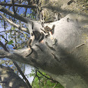 Eastern Tent caterpillar