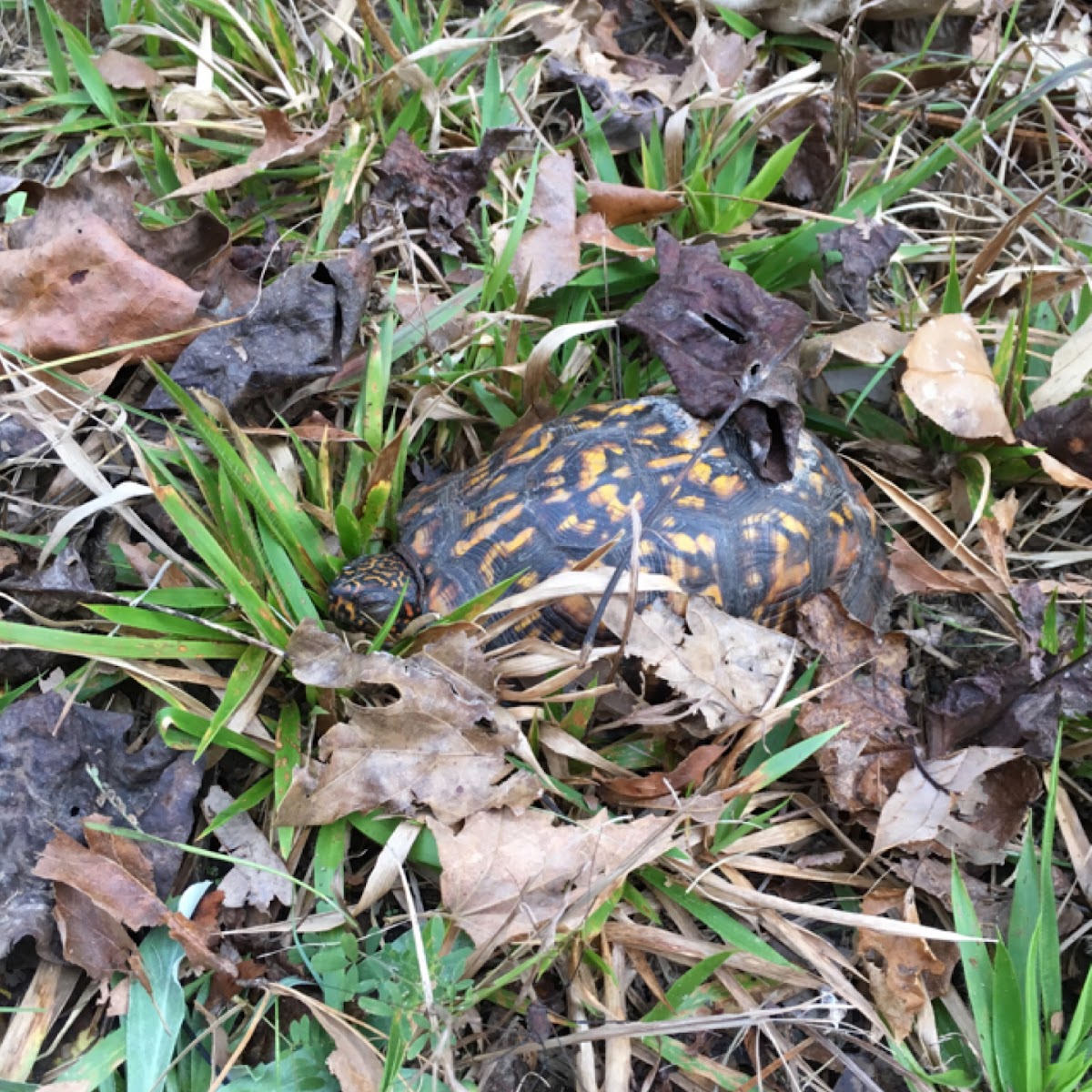 Eastern Box Turtle