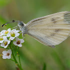 Blanca esbelta (Wood white)