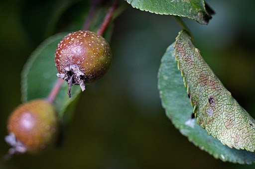 Pyrus cordata