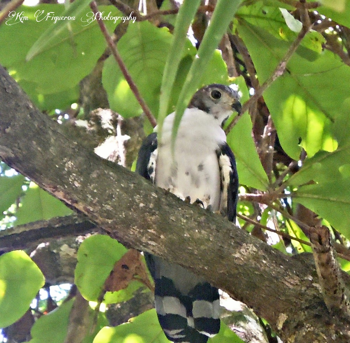 Gray Headed Kite - Gavilán cabecigris