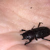 Stag Beetle