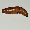 Oleander Hawkmoth Chrysalis