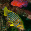 Ribboned sweetlips