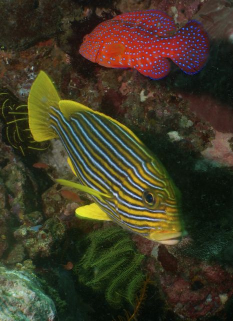 Ribboned sweetlips