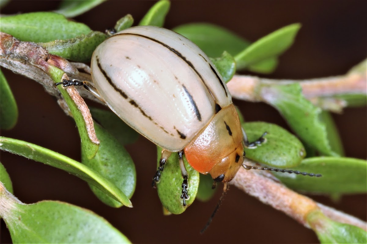 Leaf Beetle