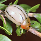 Leaf Beetle