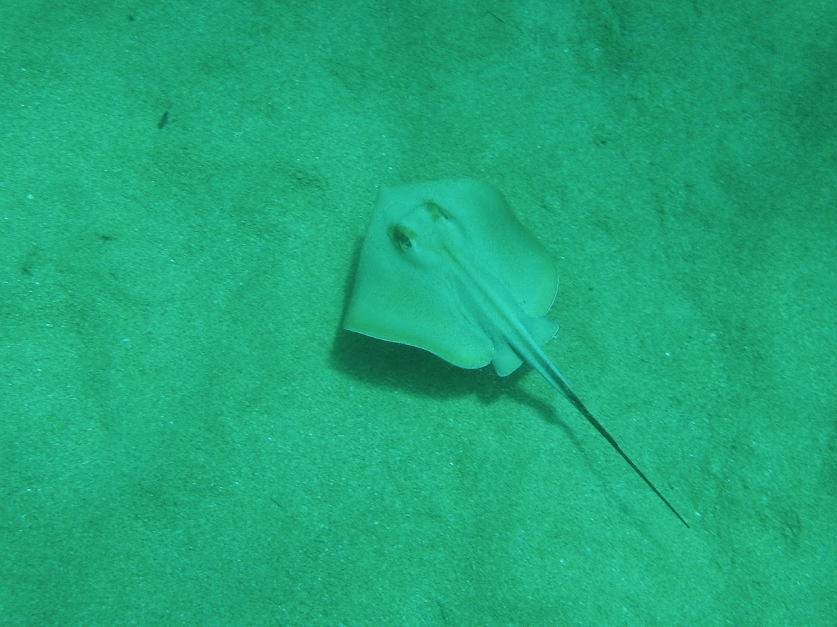 Common stingray