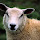 Sheep - New Tab in HD