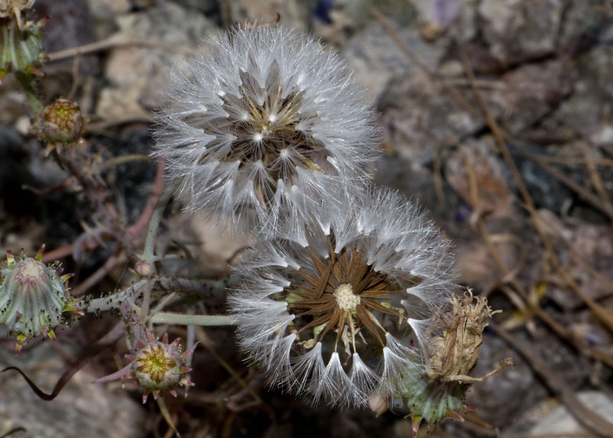 White tackstem Seed Head