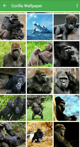 Gorilla Wallpaper