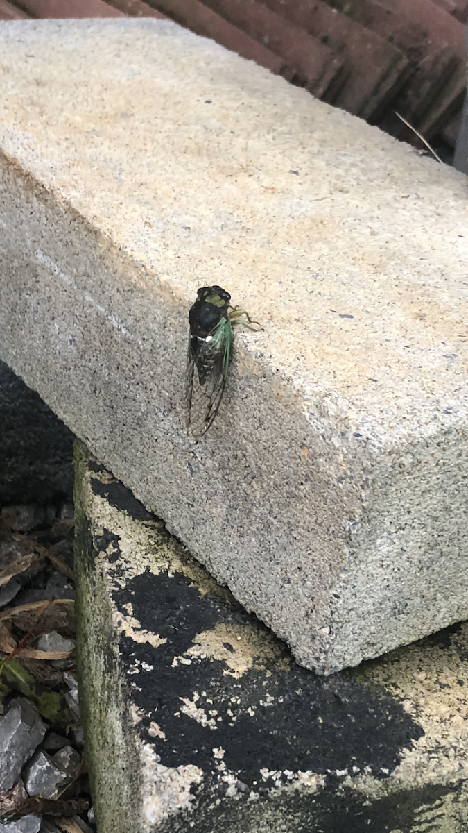 Annual cicada