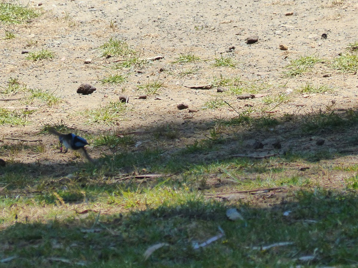 superb fairy wren