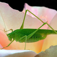 cavalletta su rosa rosa di 