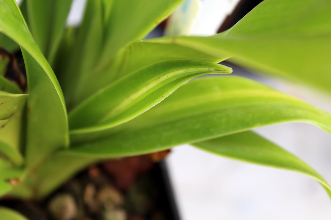 Phragmipedium Schroderae 'La Tuilerie' avec pousse "variegata" IDVOizQr3_0NQbIXlvoedP9dr7D1sHQDBFCCS9JaCjn3=w1338-h892-no