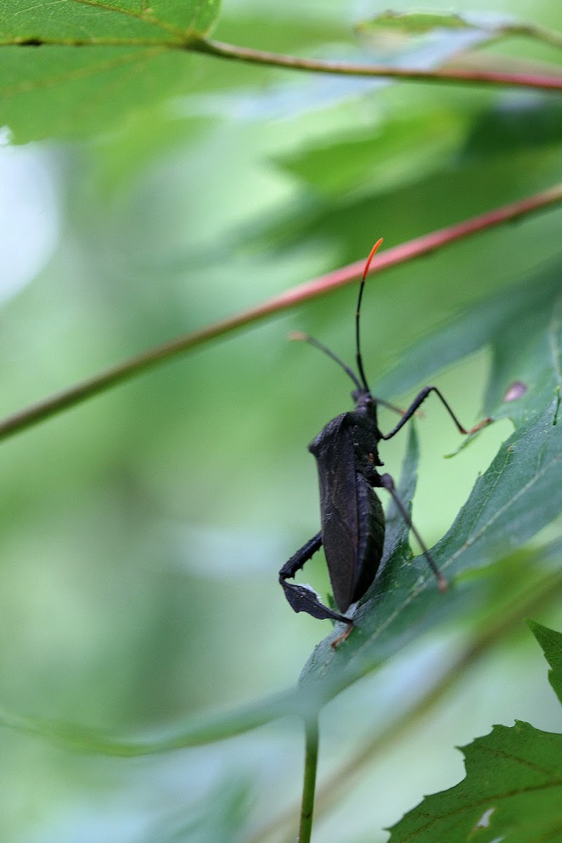 Leaf-footed bug