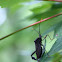 Leaf-footed bug