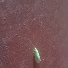 Green lacewing