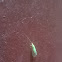 Green lacewing