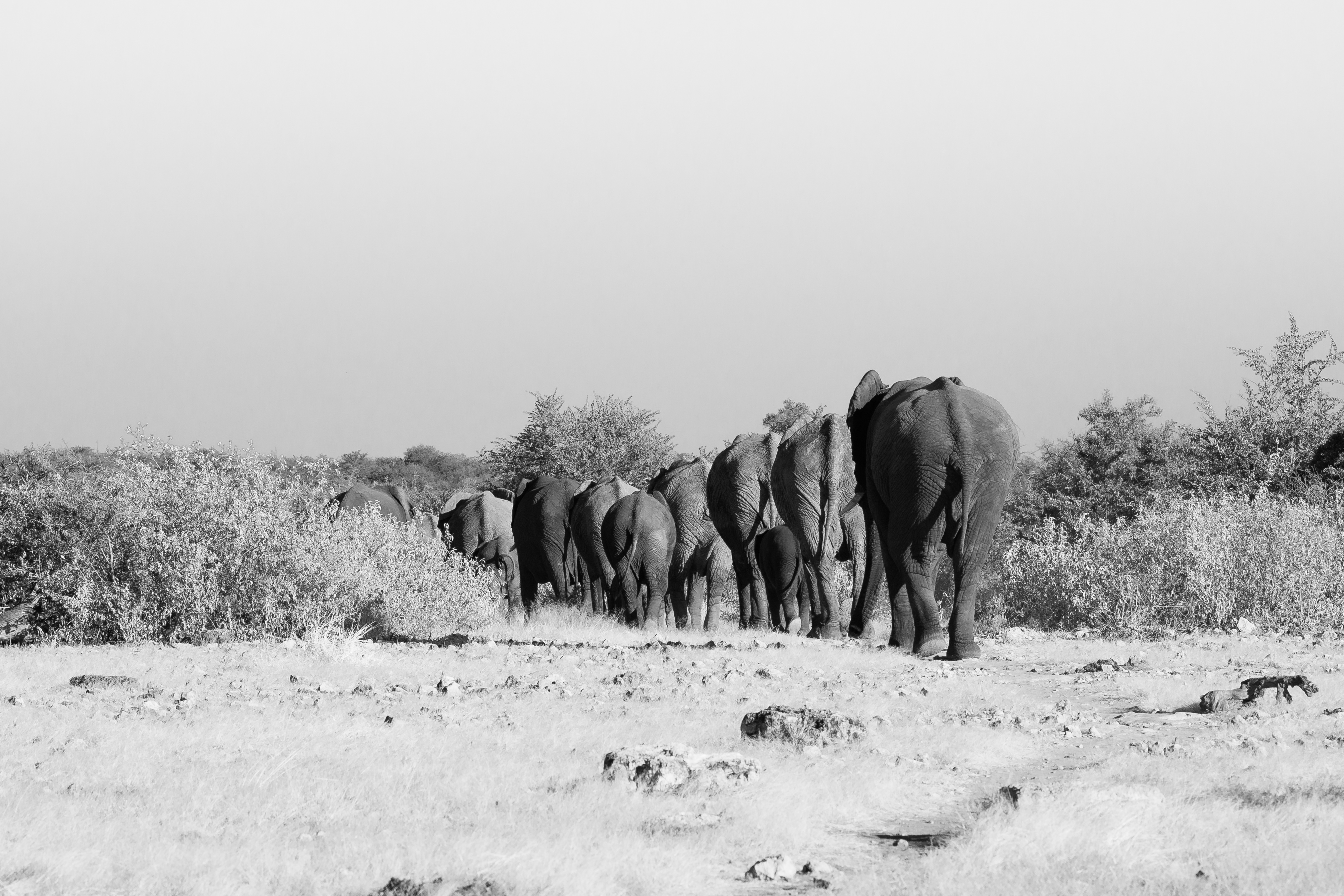 The elephants journey di Mizio